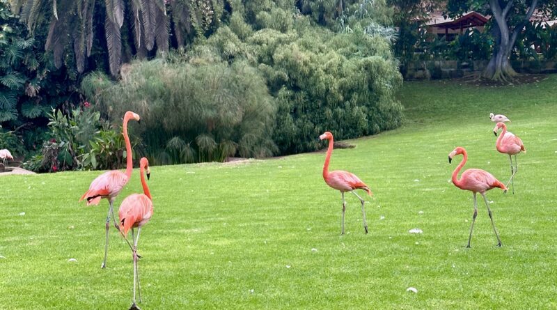 pasare flamingo