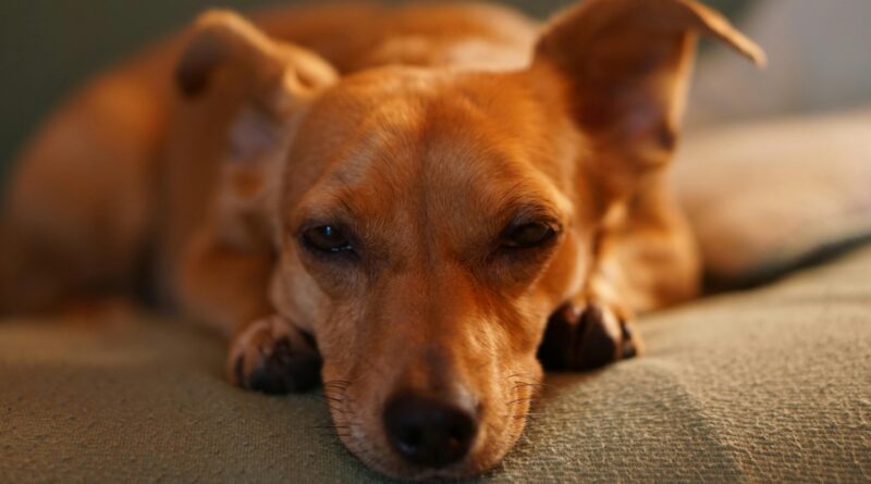câinii nu dorm de griji
