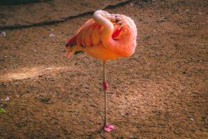 pasăre flamingo doarme